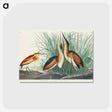アートポストカード-Least Bittern from Birds of America
 - アメリカの鳥たち Postcard.