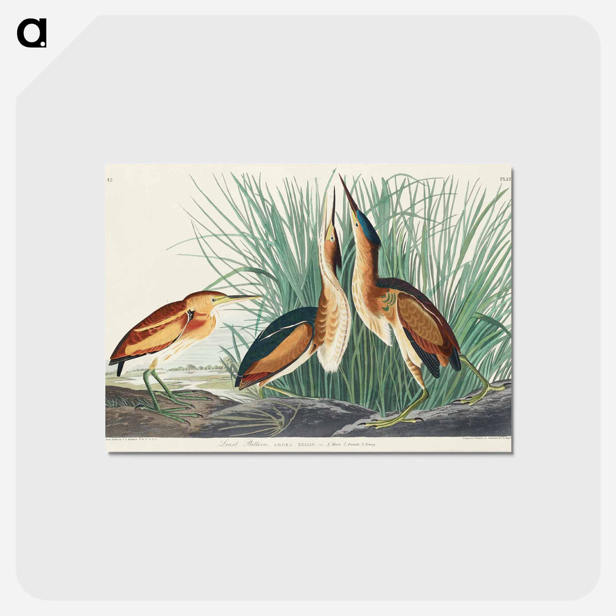 アートポストカード-Least Bittern from Birds of America
 - アメリカの鳥たち Postcard.