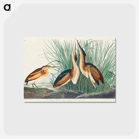 アートポストカード-Least Bittern from Birds of America
 - アメリカの鳥たち Postcard.