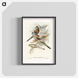 アートポスター-Golden-backed Parakeet
 - オーストラリアの鳥 Poster.