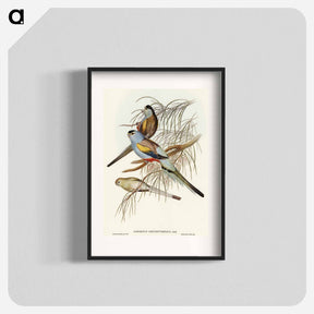 アートポスター-Golden-backed Parakeet
 - オーストラリアの鳥 Poster.