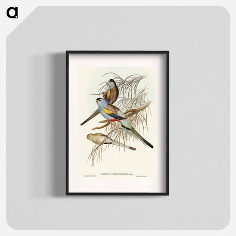 アートポスター-Golden-backed Parakeet
 - オーストラリアの鳥 Poster.