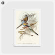 アートポストカード-Golden-backed Parakeet
 - オーストラリアの鳥 Postcard.
