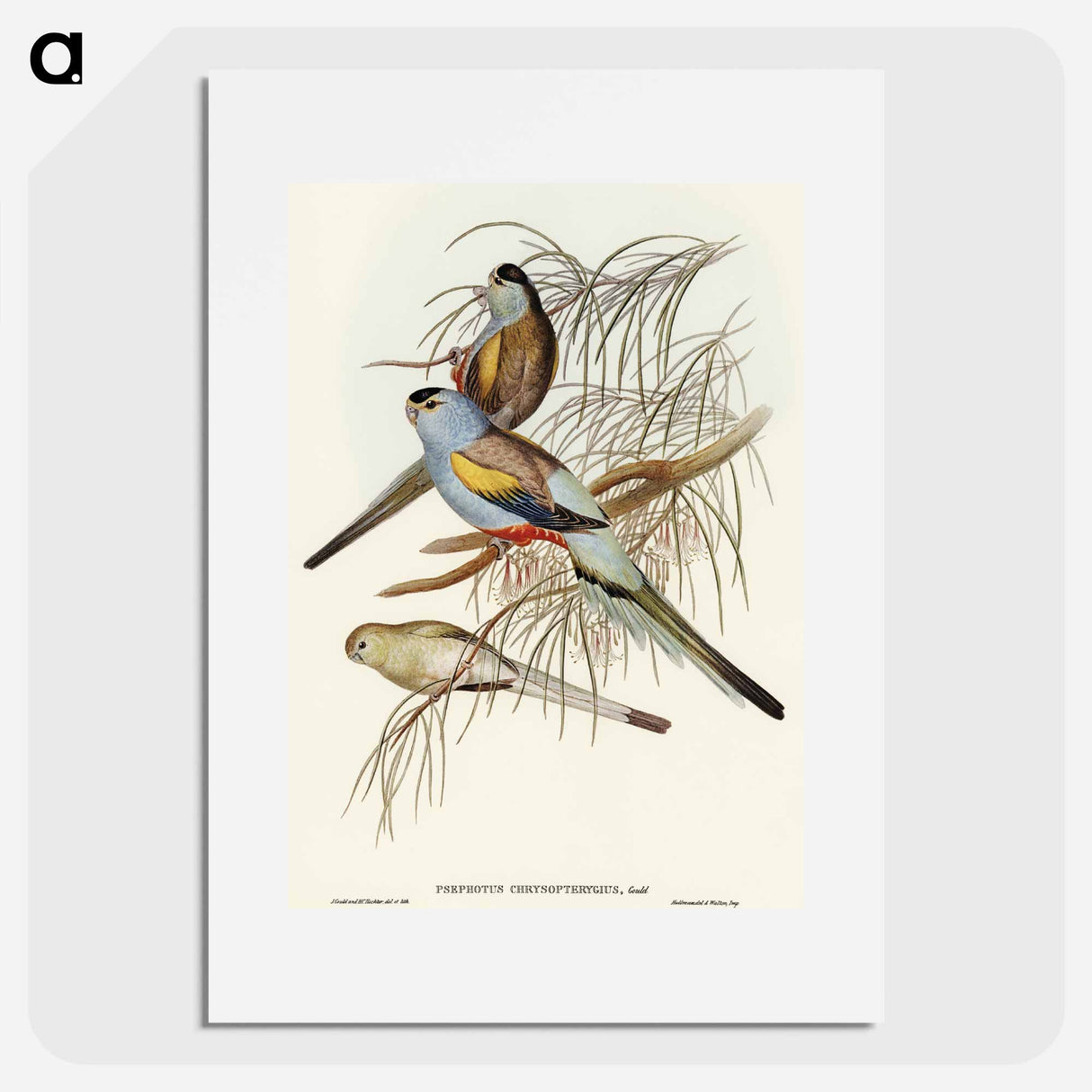 アートポスター-Golden-backed Parakeet
 - オーストラリアの鳥 Poster.