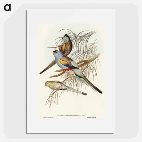 アートポスター-Golden-backed Parakeet
 - オーストラリアの鳥 Poster.