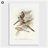 Golden-backed Parakeet
 - オーストラリアの鳥 Poster.