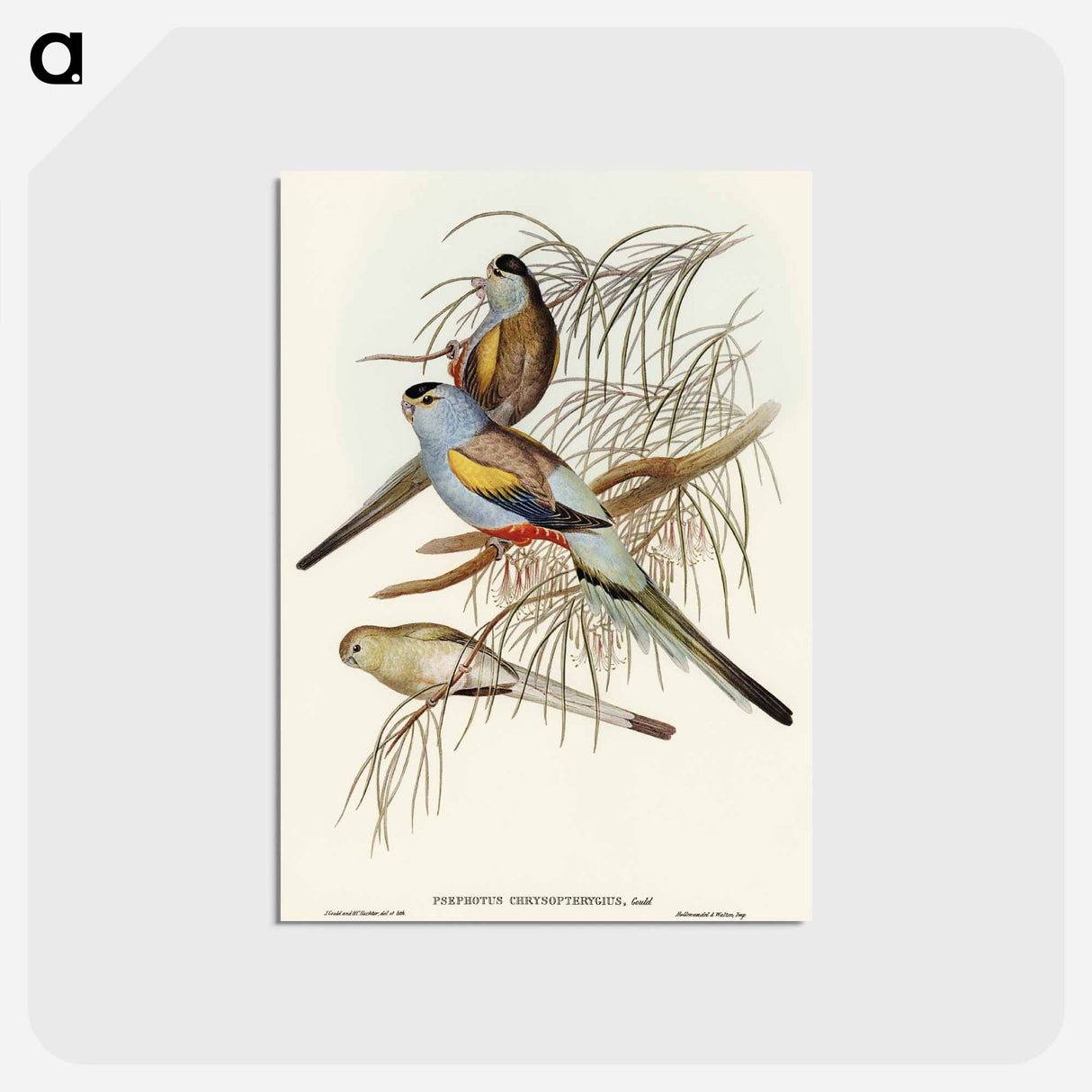 アートポストカード-Golden-backed Parakeet
 - オーストラリアの鳥 Postcard.