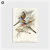 アートポストカード-Golden-backed Parakeet
 - オーストラリアの鳥 Postcard.