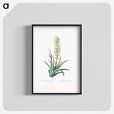 2-53_The-Lilies_blk
