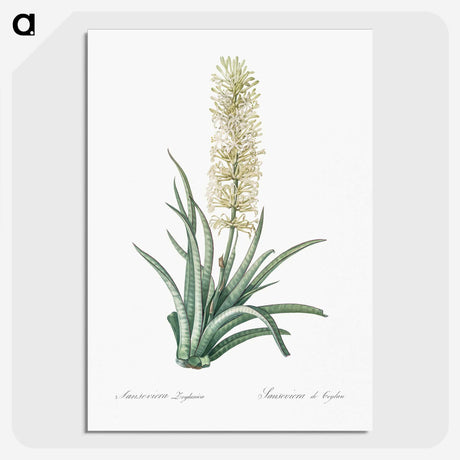 2-53_The-Lilies_picture-crop