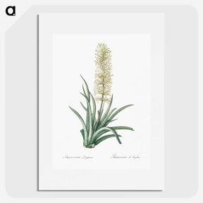 2-53_The-Lilies_picture