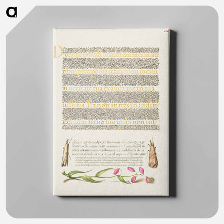 アートパネル-Grass Moths and Milkwort from Mira Calligraphiae Monumenta
 - 書道のお手本 Canvas.