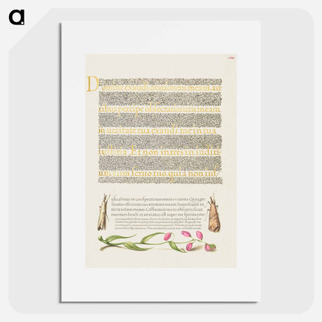 アートポスター-Grass Moths and Milkwort from Mira Calligraphiae Monumenta
 - 書道のお手本 Poster.