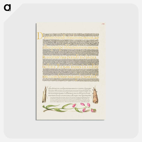 アートポストカード-Grass Moths and Milkwort from Mira Calligraphiae Monumenta
 - 書道のお手本 Postcard.