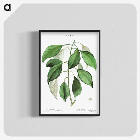 2-53_Treatise-on-Trees-and-Shrubs_blk-crop