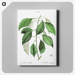 2-53_Treatise-on-Trees-and-Shrubs_canvas