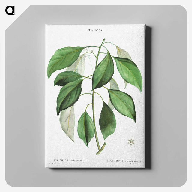 2-53_Treatise-on-Trees-and-Shrubs_canvas