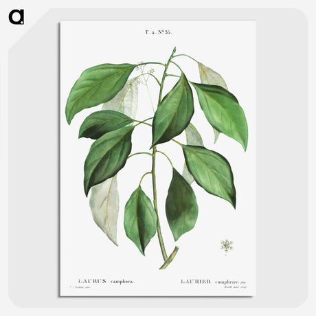 2-53_Treatise-on-Trees-and-Shrubs_picture-crop
