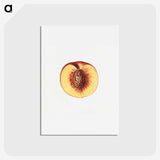 2-53_USDA-Watercolor-Fruit-Painting-Collection_hagaki