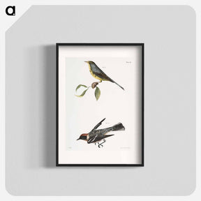 アートポスター-The Spotted Canada Warbler (Sylvicola pardalina)  The Bay-breasted Warbler (Sylvicola castanea) - ニューヨークの動物学 Poster.