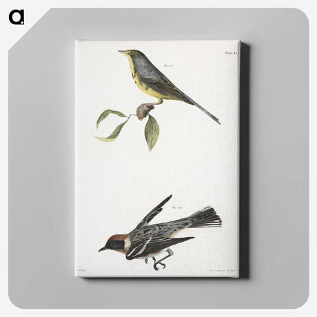 2-53_Zoology-of-New-York_canvas