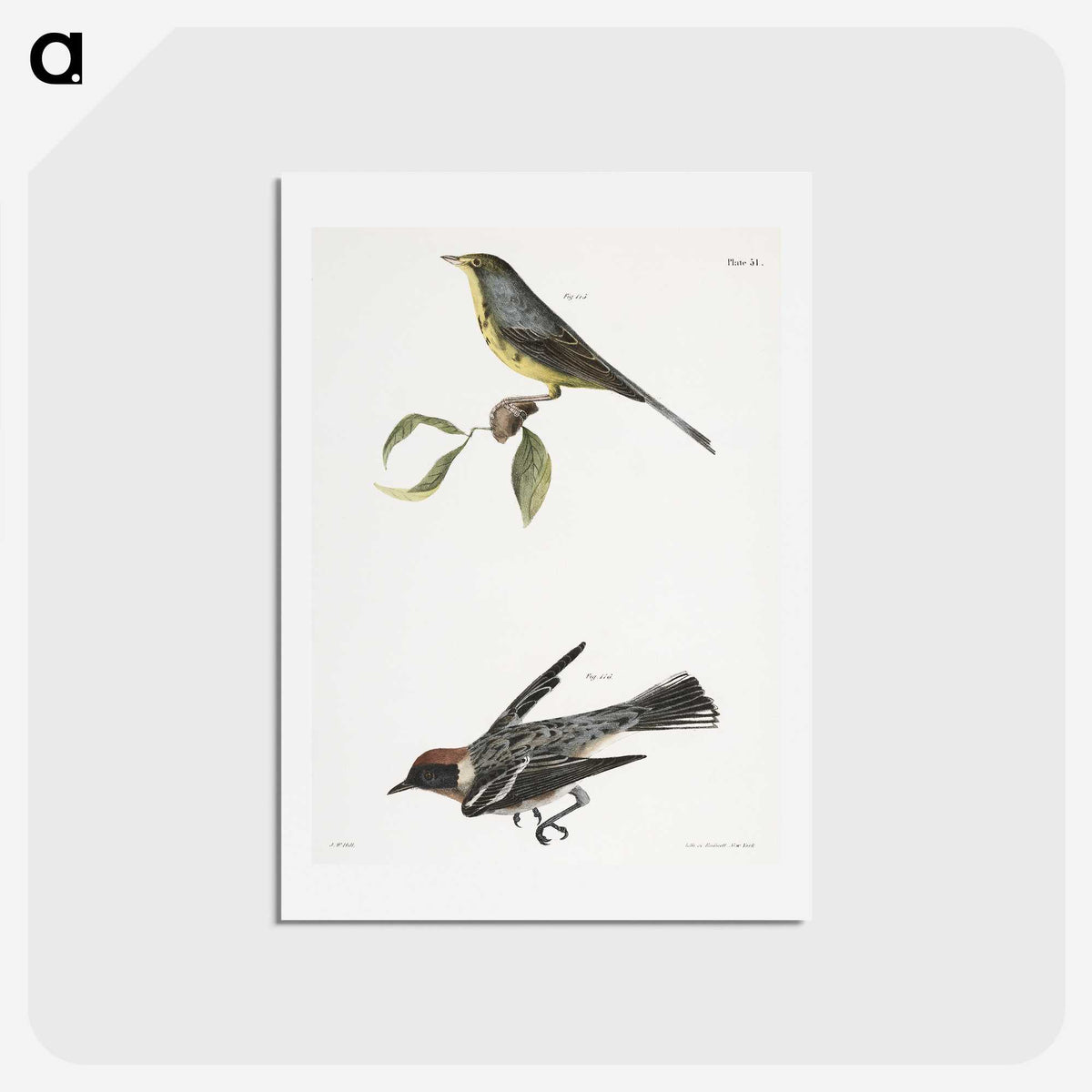2-53_Zoology-of-New-York_hagaki