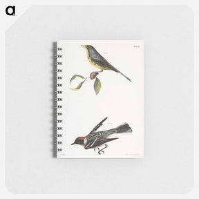 アートメモ帳-The Spotted Canada Warbler (Sylvicola pardalina)  The Bay-breasted Warbler (Sylvicola castanea) - ニューヨークの動物学 Memo.