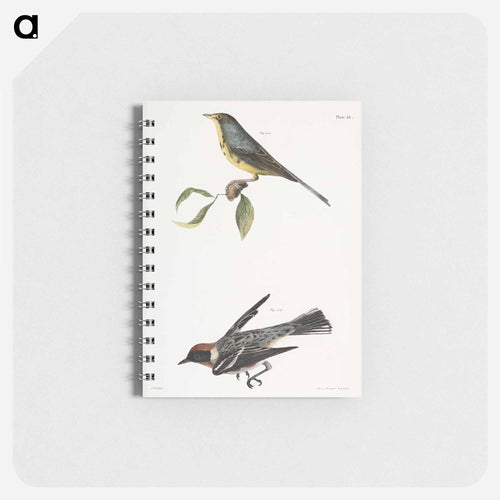 The Spotted Canada Warbler (Sylvicola pardalina)  The Bay-breasted Warbler (Sylvicola castanea) - ニューヨークの動物学 Memo.