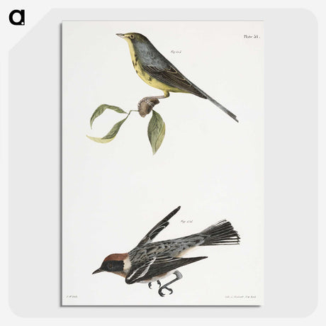 2-53_Zoology-of-New-York_picture-crop