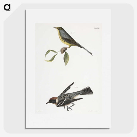 2-53_Zoology-of-New-York_picture