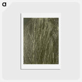アートポストカード-Poplars, Lake George - アルフレッド スティーグリッツ Postcard.