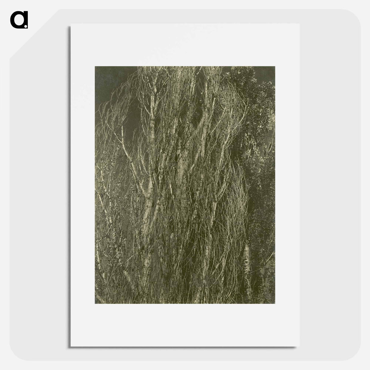 Poplars, Lake George - アルフレッド スティーグリッツ Poster.