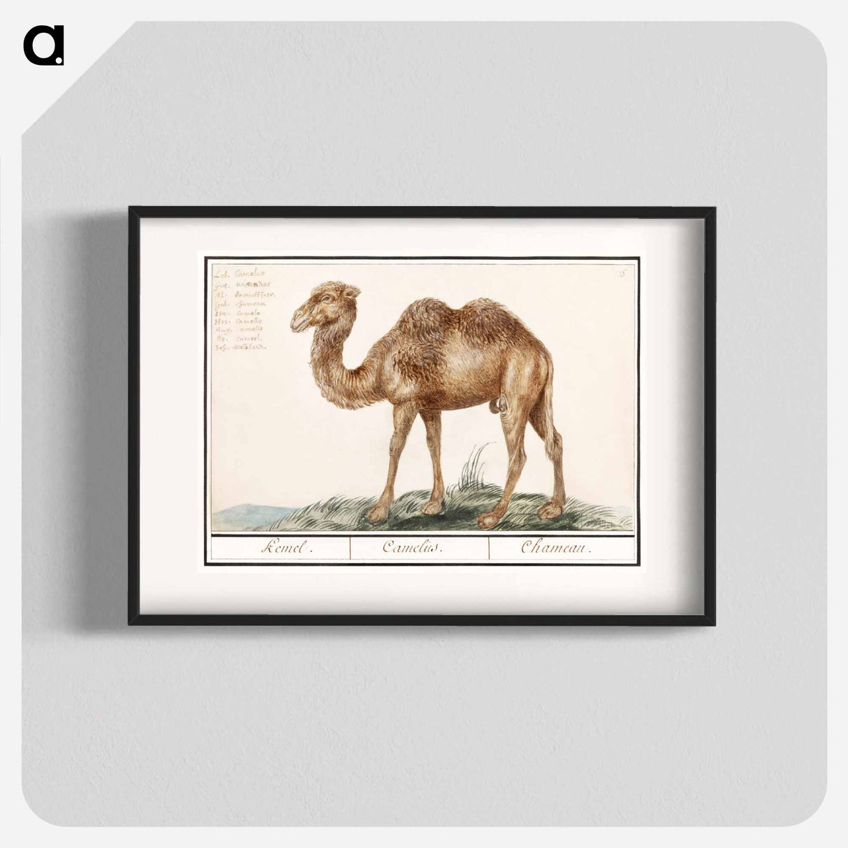 Camel - アンセルムス ボエティウス デ ブート Poster.