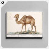 Camel - アンセルムス ボエティウス デ ブート Canvas.