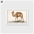 アートポストカード-Camel - アンセルムス ボエティウス デ ブート Postcard.