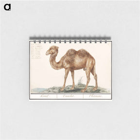 アートメモ帳-Camel - アンセルムス ボエティウス デ ブート Memo.