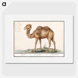 Camel - アンセルムス ボエティウス デ ブート Poster.