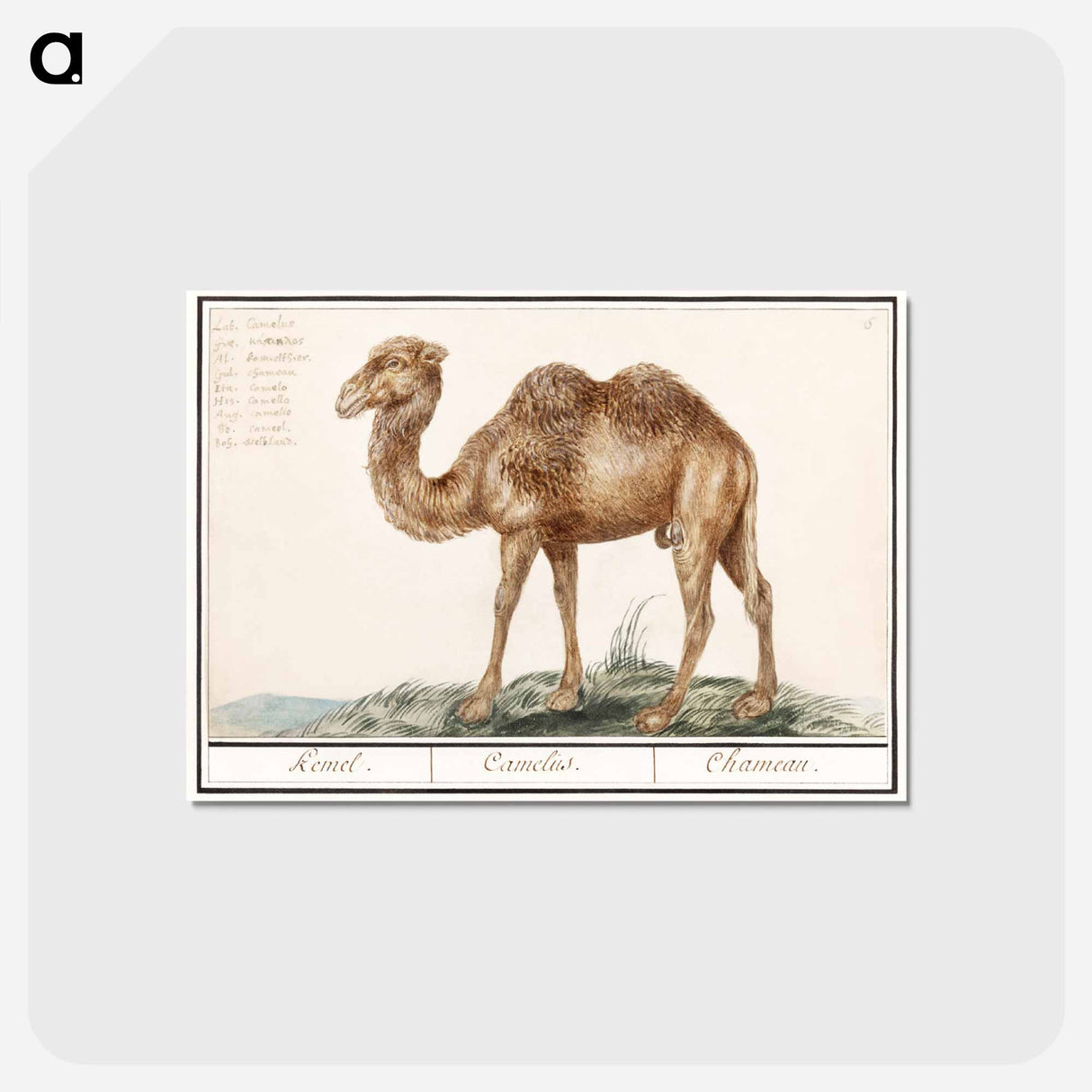 アートポストカード-Camel - アンセルムス ボエティウス デ ブート Postcard.
