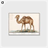 アートポストカード-Camel - アンセルムス ボエティウス デ ブート Postcard.