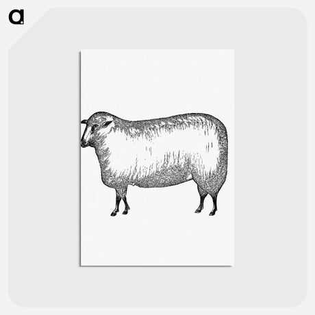 アートポストカード-Sheep
 - 大英図書館 Postcard.