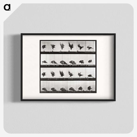 2-54_Eadweard-Muybridge_blk