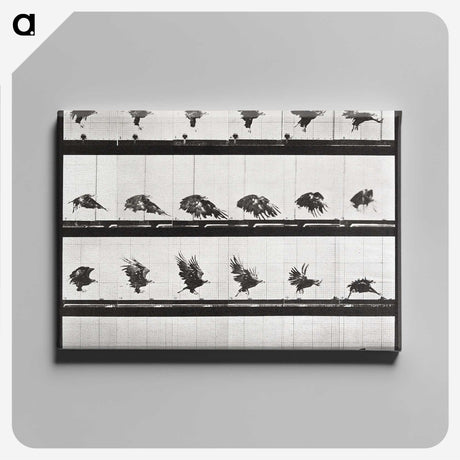 2-54_Eadweard-Muybridge_canvas