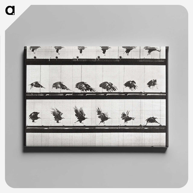 2-54_Eadweard-Muybridge_canvas