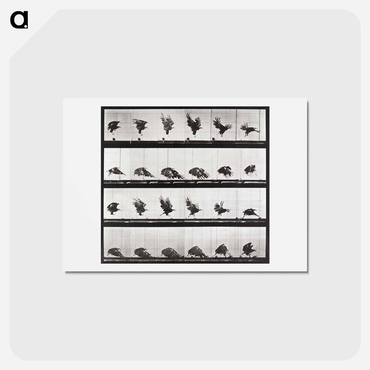 アートポストカード-Tigress Turning
 - エドワード マイブリッジ Postcard.