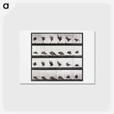 アートポストカード-Tigress Turning
 - エドワード マイブリッジ Postcard.