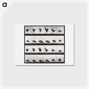 アートポストカード-Tigress Turning
 - エドワード マイブリッジ Postcard.