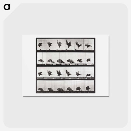 アートポストカード-Tigress Turning
 - エドワード マイブリッジ Postcard.