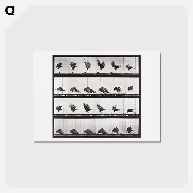 アートポストカード-Tigress Turning
 - エドワード マイブリッジ Postcard.