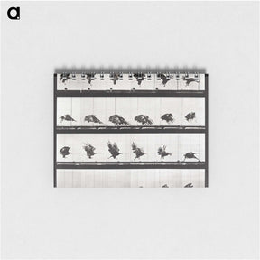 2-54_Eadweard-Muybridge_memo