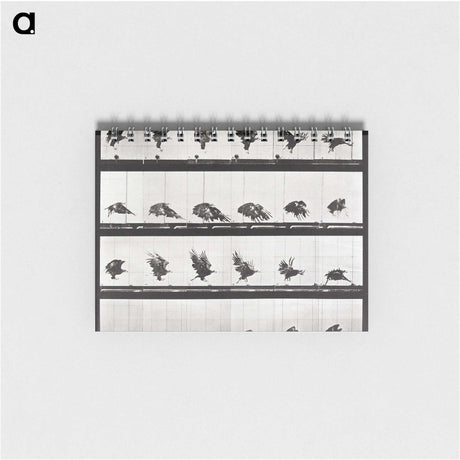 2-54_Eadweard-Muybridge_memo